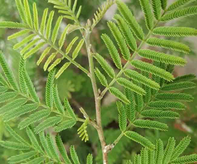 shami_tree ग